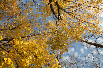 autumn trees with golden leaves.beautiful autumn background