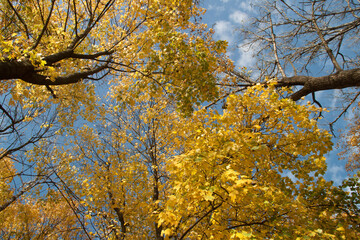 autumn trees with golden leaves.beautiful autumn background