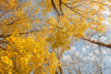 autumn trees with golden leaves.beautiful autumn background