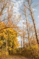 Fototapeta na wymiar autumn trees with golden leaves.beautiful autumn background