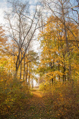 Obraz premium autumn trees with golden leaves.beautiful autumn background