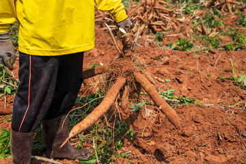 Agriculture is harvesting tapioca from cassava farms. Farmers are harvesting cassava, Cassava, a cash crop for the food industry