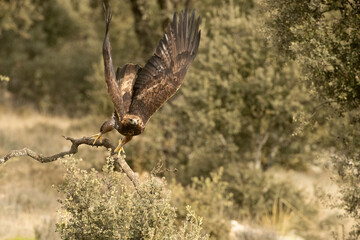 Adult male Golden Eagle in a Mediterranean oak and pine forest at first light on a cold January day