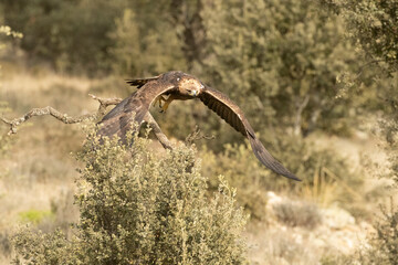 Adult male Golden Eagle flying in a Mediterranean pine and oak forest at first light on a cold winter day