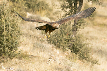 Adult male Golden Eagle flying in a Mediterranean pine and oak forest at first light on a cold winter day
