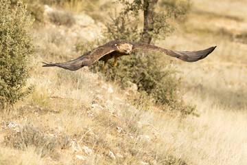 Adult male Golden Eagle flying in a Mediterranean pine and oak forest at first light on a cold winter day