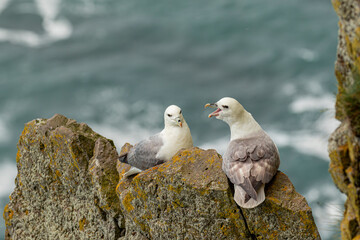 A pair of Northern fulmars preparing to nest on Icelandic cliffs