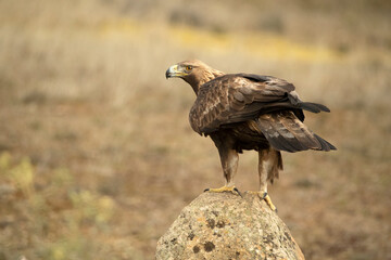 Golden Eagle at first light in its territory within a Mediterranean forest on a cold winter day