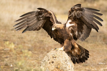 Golden Eagle arriving at its favorite perch within its territory in a Mediterranean forest at first light in the morning