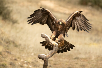Adult male Golden Eagle arriving at his favorite watchtower within his territory in a Mediterranean...