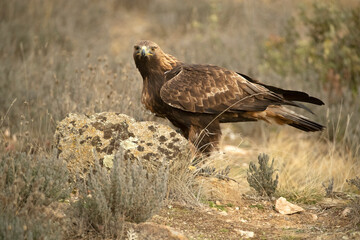 Fototapeta premium Adult male Golden Eagle perches in a Mediterranean pine and oak forest at first light on a cold winter day