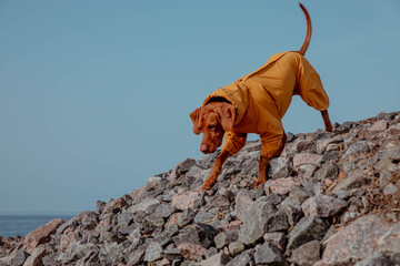 Red hunting vizsla dog in yellow jumpsuit on top of the rocky mountain