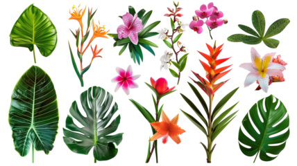 A collection of exotic jungle plants and flowers, isolated on transparent background
