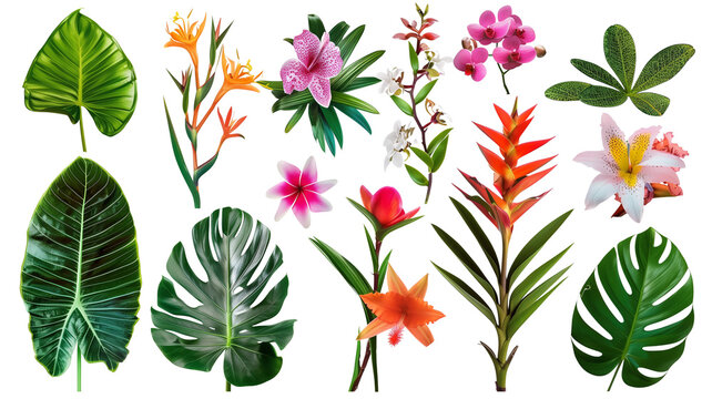 Fototapeta A collection of exotic jungle plants and flowers, isolated on transparent background