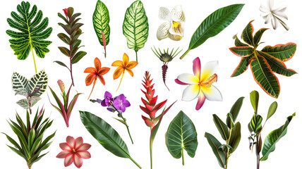 A collection of exotic jungle plants and flowers, isolated on transparent background - obrazy, fototapety, plakaty