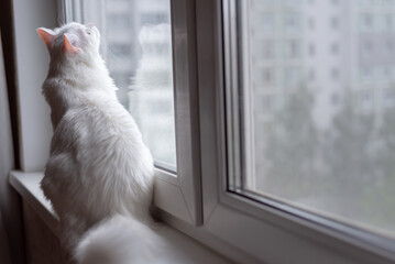 Fluffy white cat sitting on the windowsill, looking through window, summer time. Beautiful domestic white cat at home. Back side view. Copy space