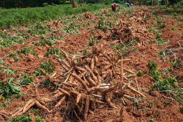 Agriculture is harvesting tapioca from cassava farms. Farmers are harvesting cassava, Cassava, a cash crop for the food industry - 773888474