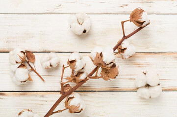 Branch of cotton flowers on wooden background, top view