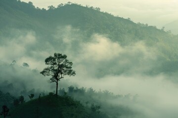 Mountain Tree Landscape. Misty Forest Morning in Natural Mountain Environment