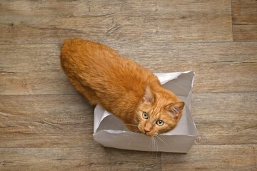 Cute red cat step inside a paper bag, seen directly above.	