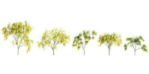 3d illustration of set Cassia fistula tree isolated on transparent background - obrazy, fototapety, plakaty