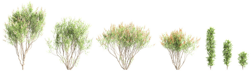 3d illustration of set Lawsonia inermis tree isolated on transparent background