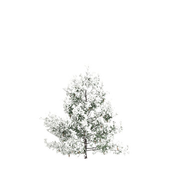 3d illustration of Pseudotsuga menziesii covered tree isolated on transparent background