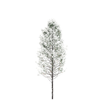 3d illustration of Pseudotsuga menziesii covered tree isolated on transparent background