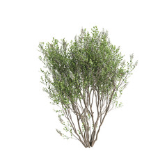3d illustration of Lawsonia inermis tree isolated on transparent background