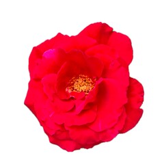 Beautiful red rose on white background. Red rose blossom