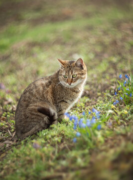 A photo of a brown cat in a spring garden.