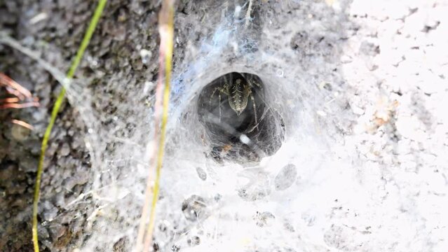 Filmmaterial einer Winkelspinne Webspinne Spinne in ihrem Netz an einer Hauswand, Deutschland