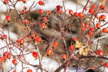 Rose hips on a bush