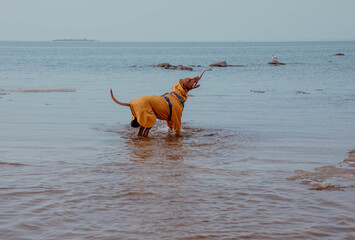 Red hunting vizsla dog in yellow jumpsuit on beach