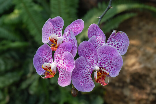 Closeup view of speckled purple pink flowers of phalaenopsis orchid hybrid aka moth orchid isolated outdoors in tropical garden