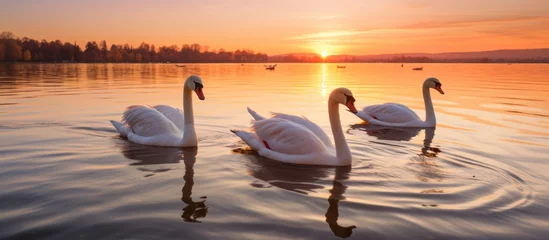 Fotobehang Three elegant swans gracefully swim in the calm lake waters during a beautiful sunset, with a charming boat in the background © AkuAku