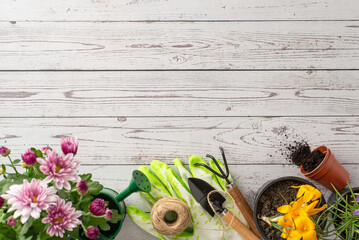 Floral garden flat lay top view with budding blooms: chrysanthemums, crocus, and essential gardening tools like watering can, trowel, spade, gloves, on rustic wooden backdrop, space for text or advert - obrazy, fototapety, plakaty
