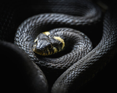 Natrix natrix snake