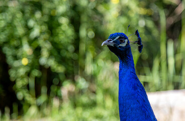 Peacock in the garden, closeup of head and neck
