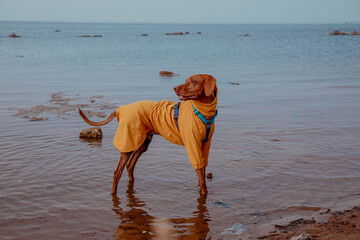 Red hunting vizsla dog in yellow jumpsuit on beach