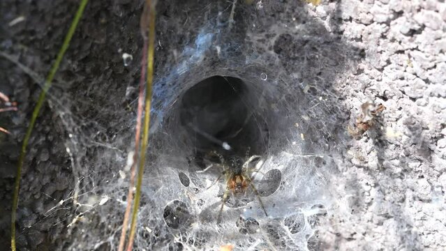 Filmmaterial einer Winkelspinne Webspinne Spinne in ihrem Netz an einer Hauswand, Deutschland