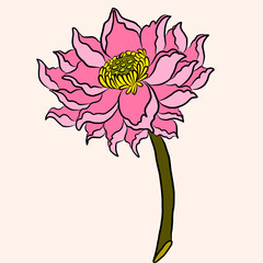 Hand drawn lotus flower isolate vector set.Hand drawn romantic beautiful line art of Lotus,Hand drawn lotus flower isolate vector set