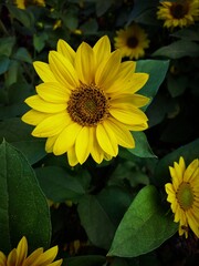 Sunflower yellow flower 