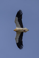 Alimoche en los Picos de Europa