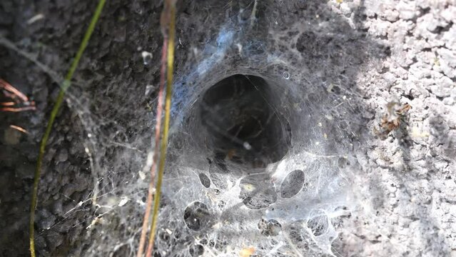 Filmmaterial einer Winkelspinne Webspinne Spinne in ihrem Netz an einer Hauswand, Deutschland