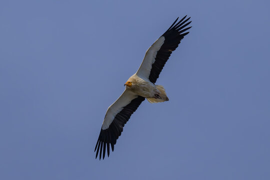 Alimoche en los Picos de Europa