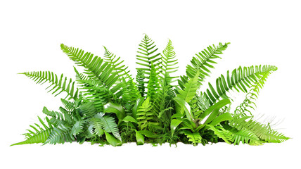 A lush jungle fern cluster, isolated on transparent background - obrazy, fototapety, plakaty