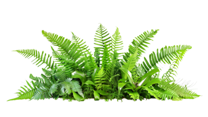 A lush jungle fern cluster, isolated on transparent background