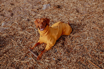 Red hunting vizsla dog in yellow jumpsuit