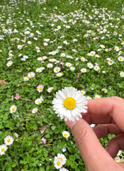 hand holding daisy flowers 